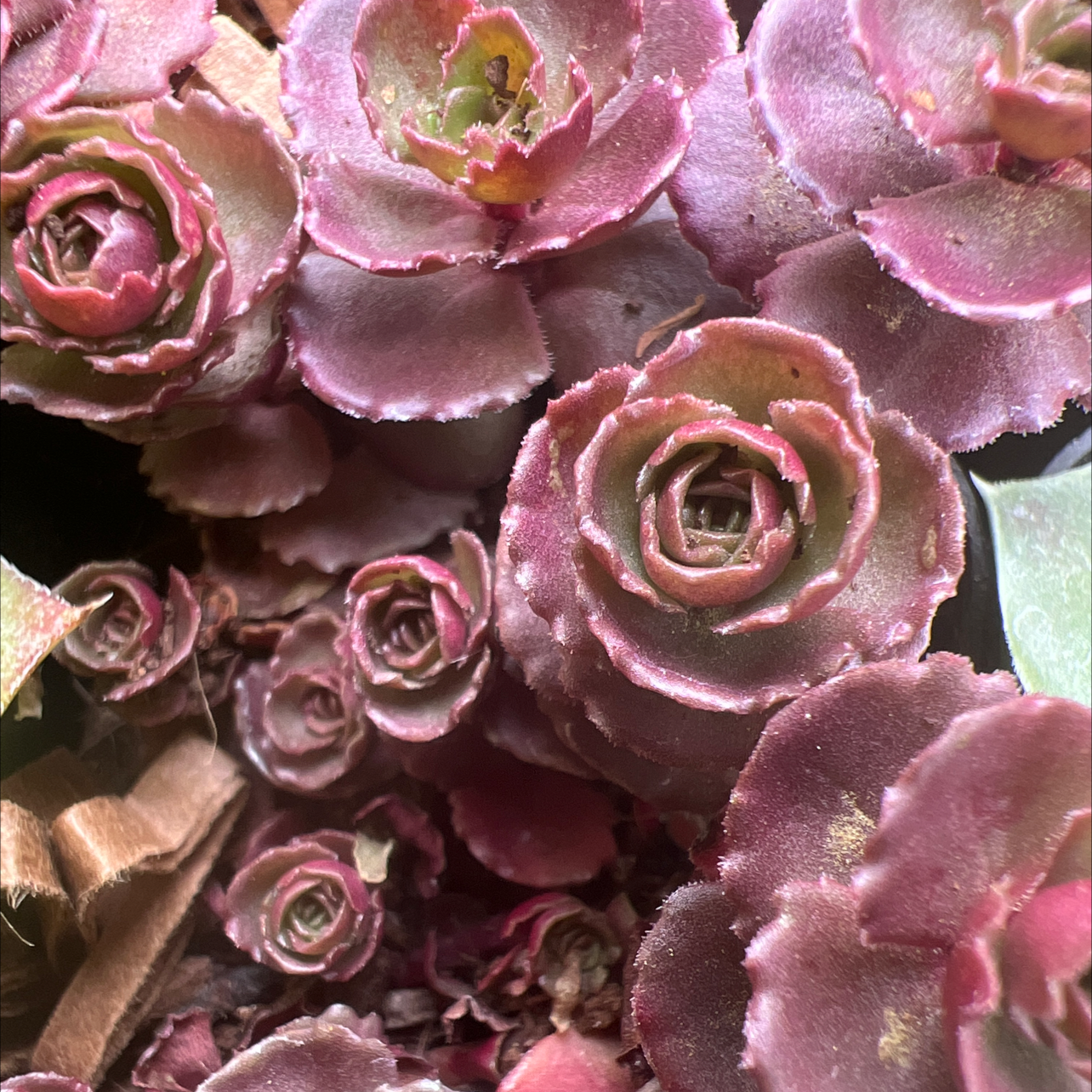 Photo of the plant species Two-Row Stonecrop by @ConspicuousJade named Sedium Spurium on Greg, the plant care app