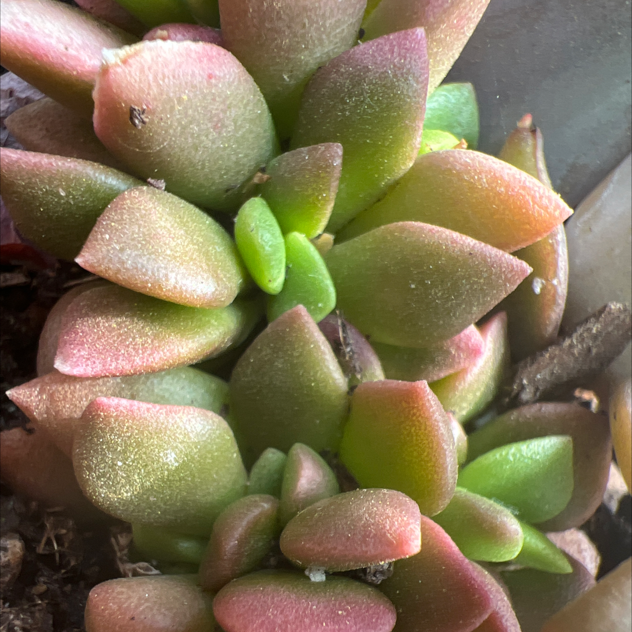 Photo of the plant species Sand Rose by @ConspicuousJade named Love on Greg, the plant care app