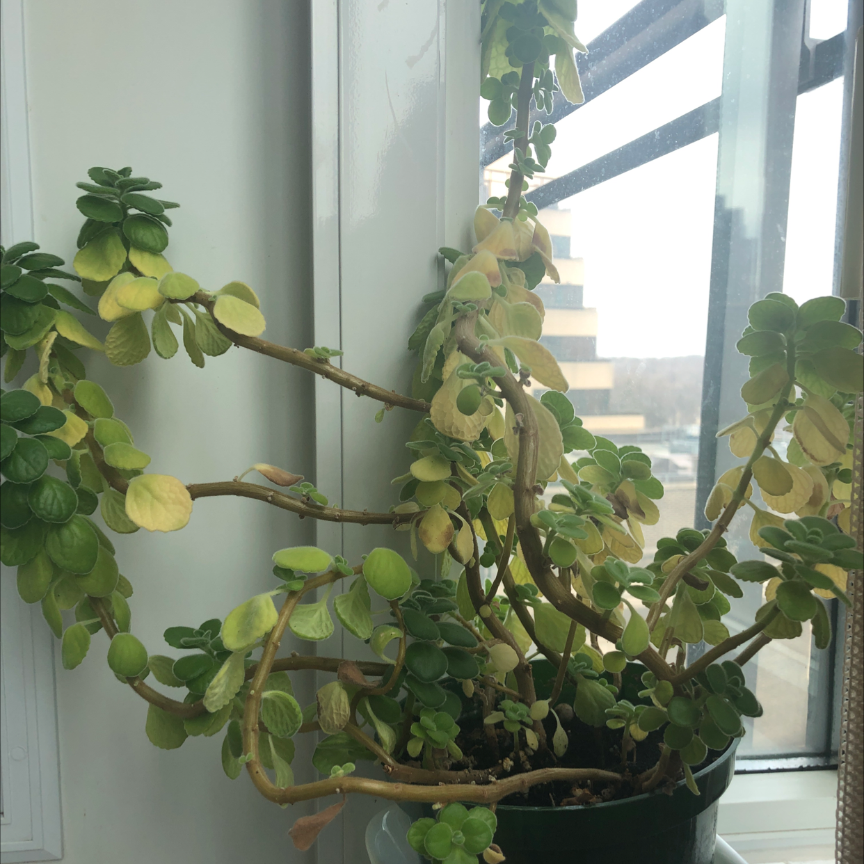 Plectranthus Neochilus plant near a window with yellowing leaves in a pot.