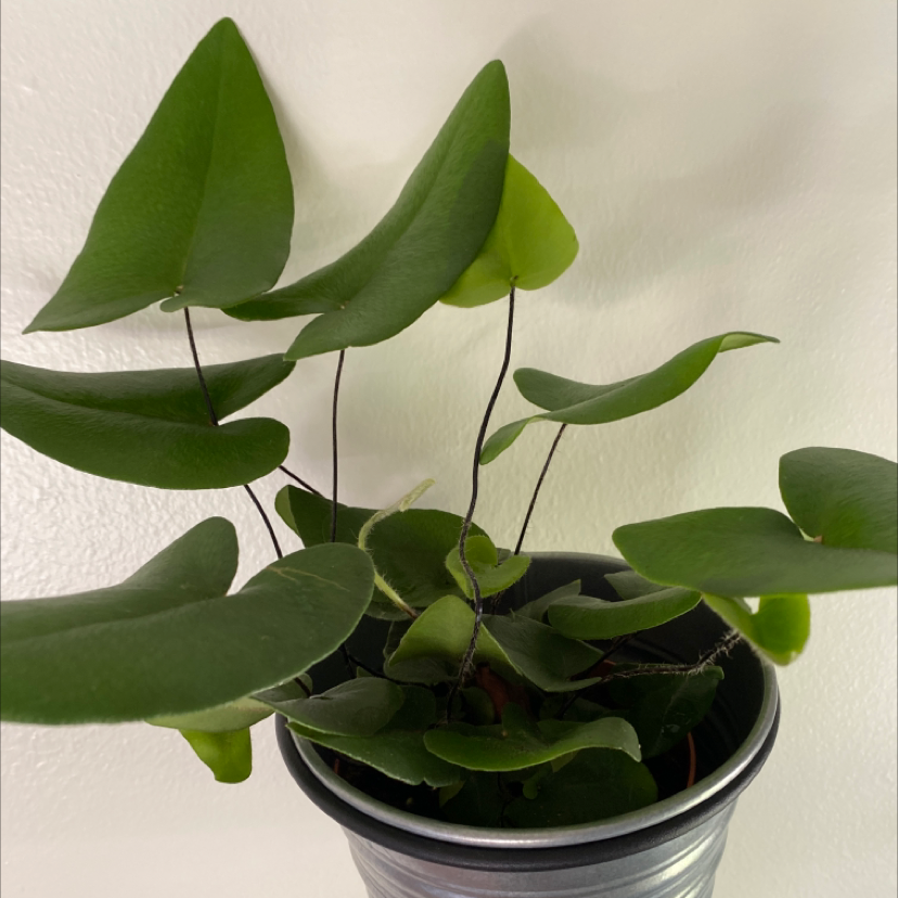 Heart Fern plant in a pot with healthy green leaves.