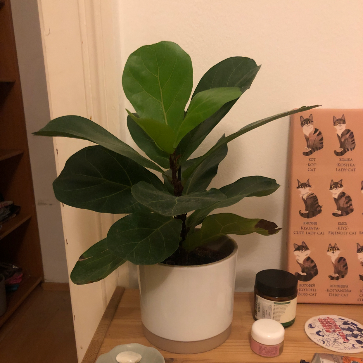 Dwarf Fiddle Leaf Fig plant in a white pot on a wooden surface, appears healthy.