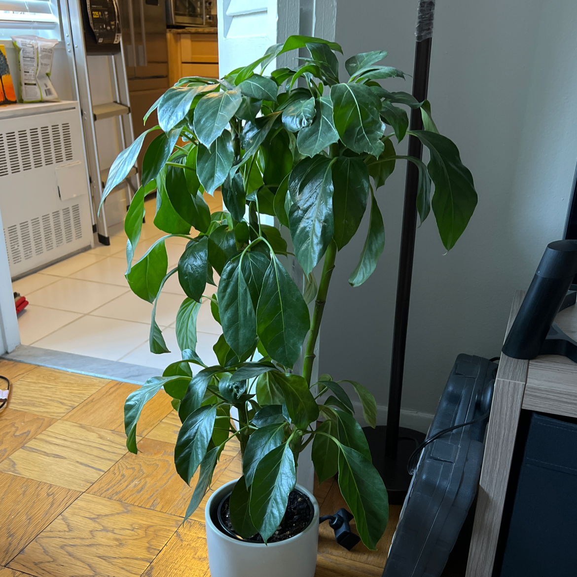 Indoor Alpine Schefflera plant in a white pot with healthy green leaves.