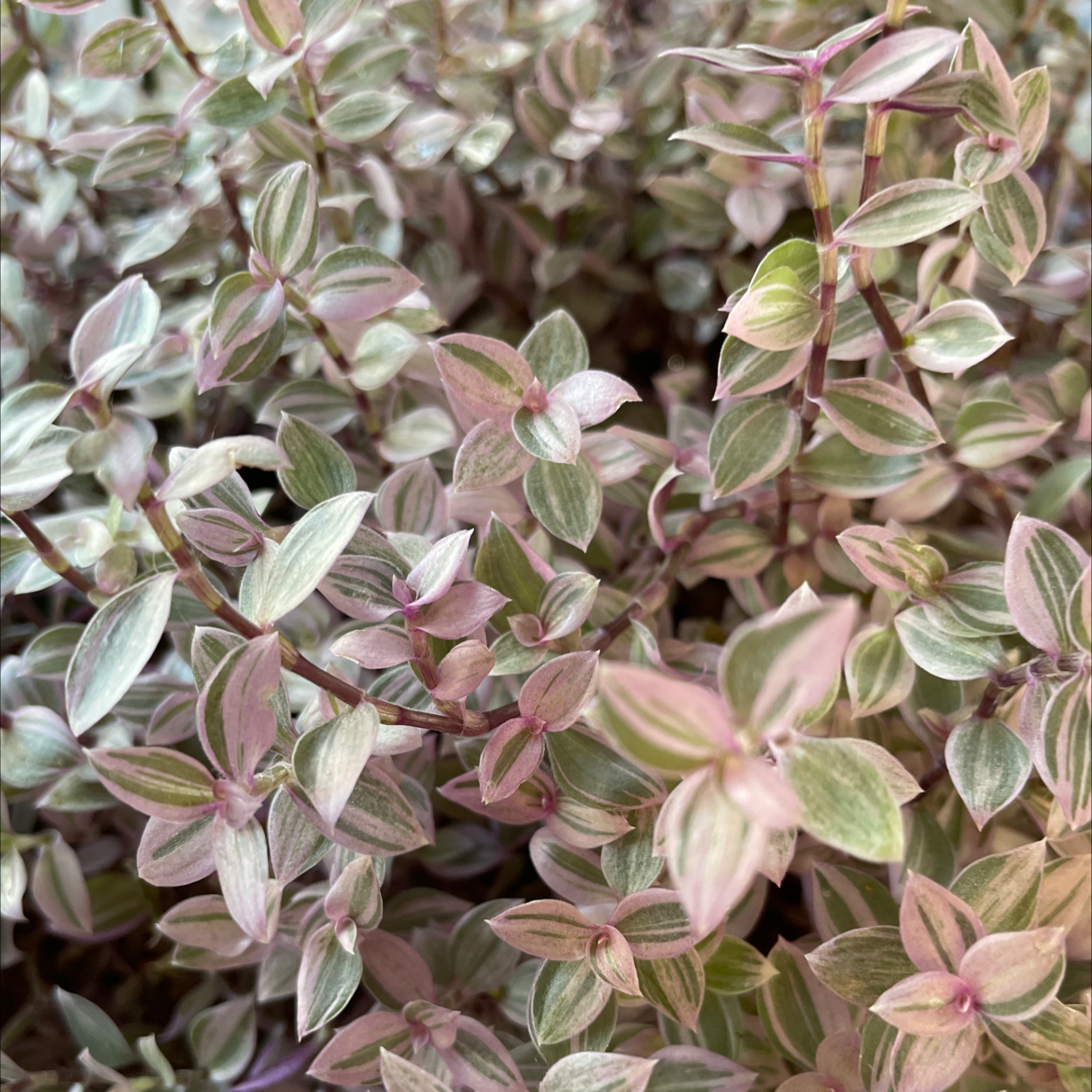 Dense cluster of Callisia Pink Panther plants with variegated leaves.