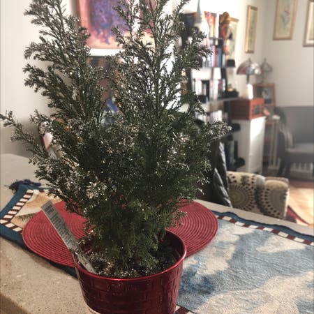 Photo of the plant species European Cypress by Deancoconut named Your plant on Greg, the plant care app