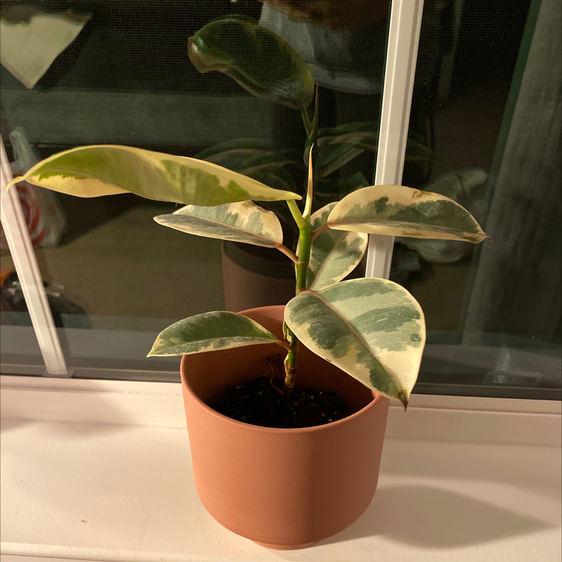 Rubber Plant plant photo by @DiscoPhilly named Gates on Greg, the plant care app.