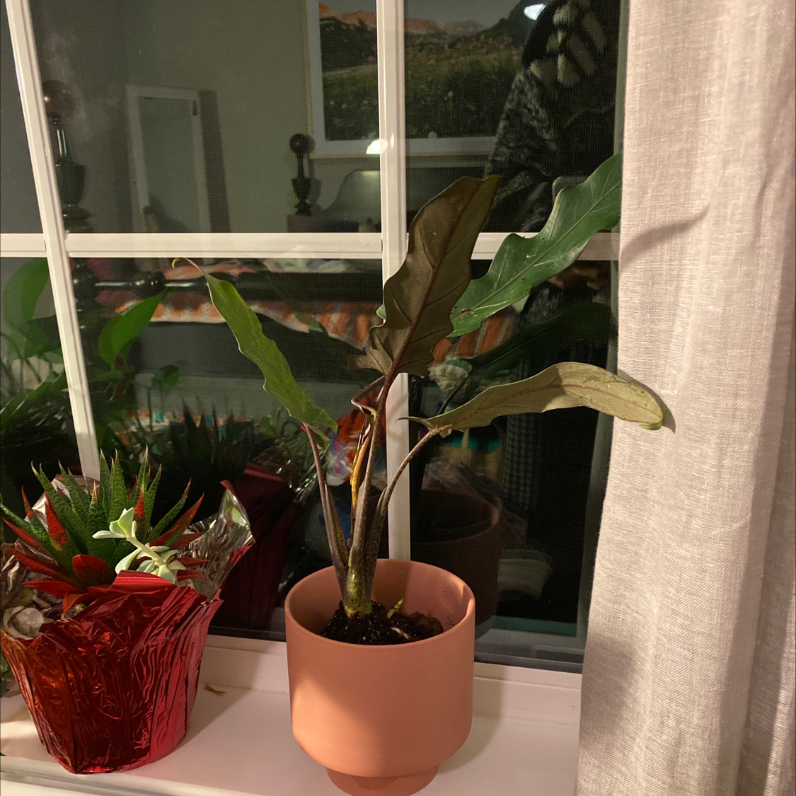 Potted Purple Sword plant on a windowsill with another plant in a red wrapper nearby.