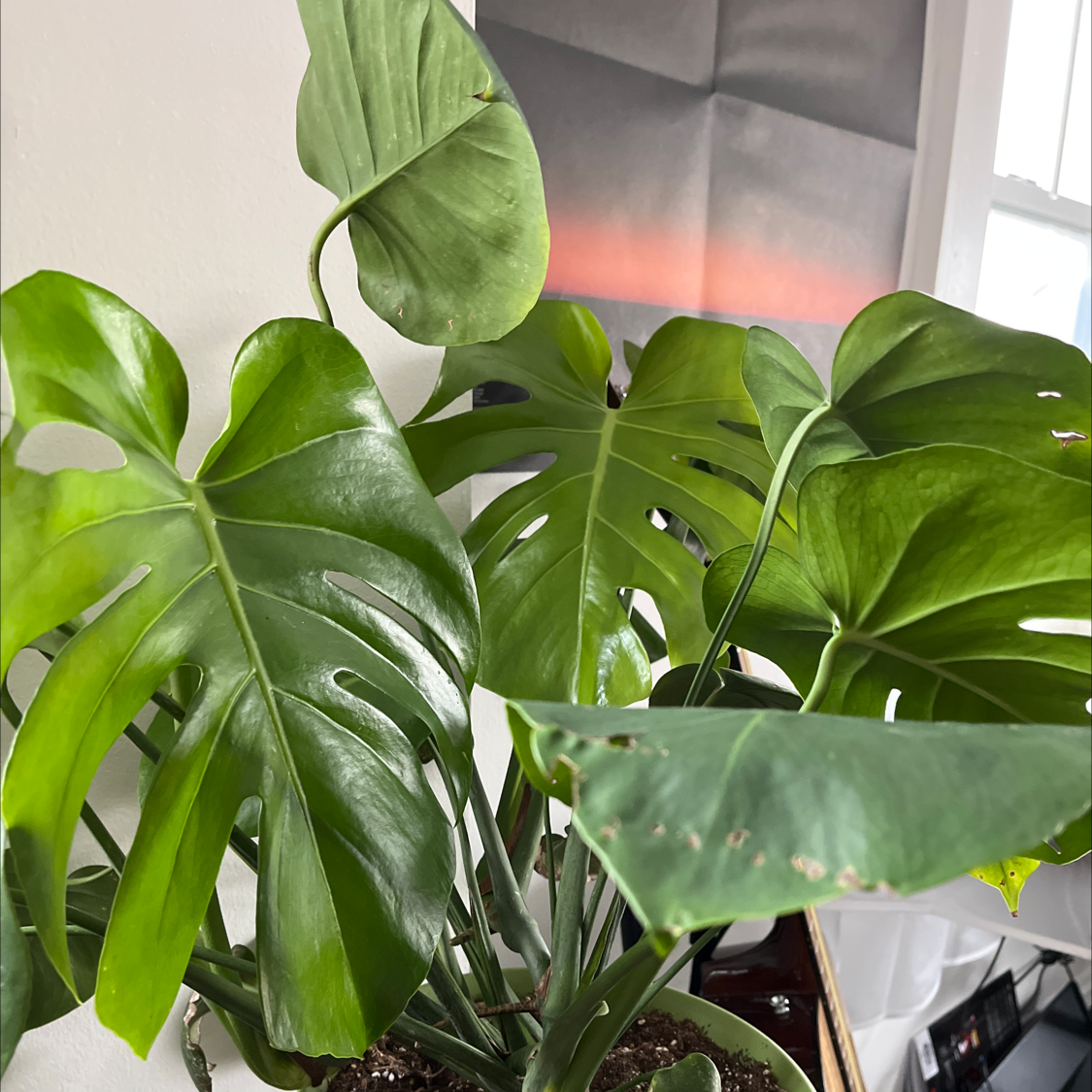 Monstera plant photo by @philipvpham named Lenker on Greg, the plant care app.