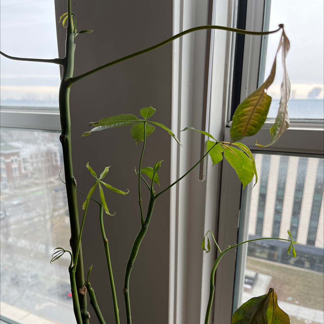 Money Tree plant photo by @philipvpham named Gara on Greg, the plant care app.