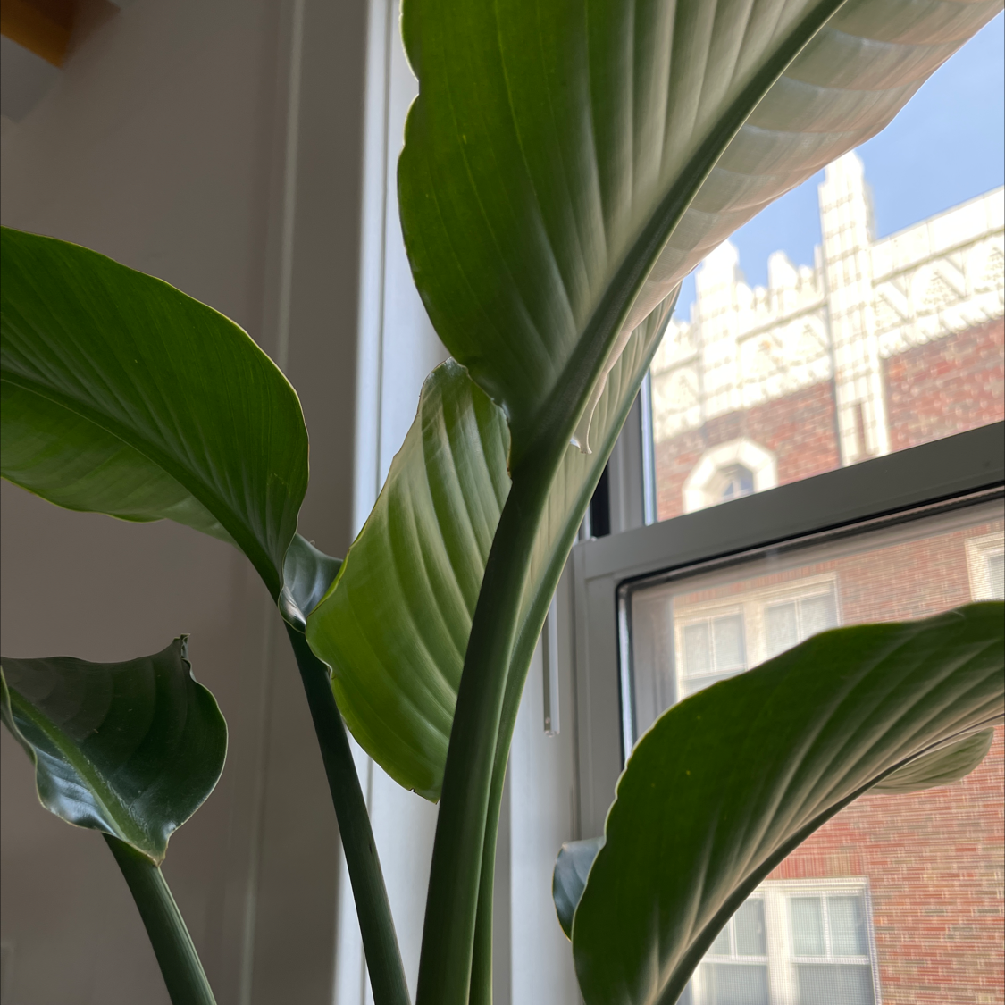 White Bird of Paradise plant photo by @philipvpham named McAfee-Maggart on Greg, the plant care app.