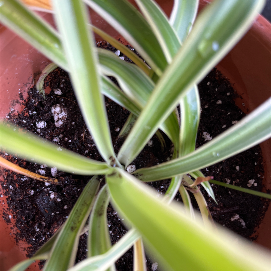 Spider Plant plant photo by @philipvpham named Luppen on Greg, the plant care app.