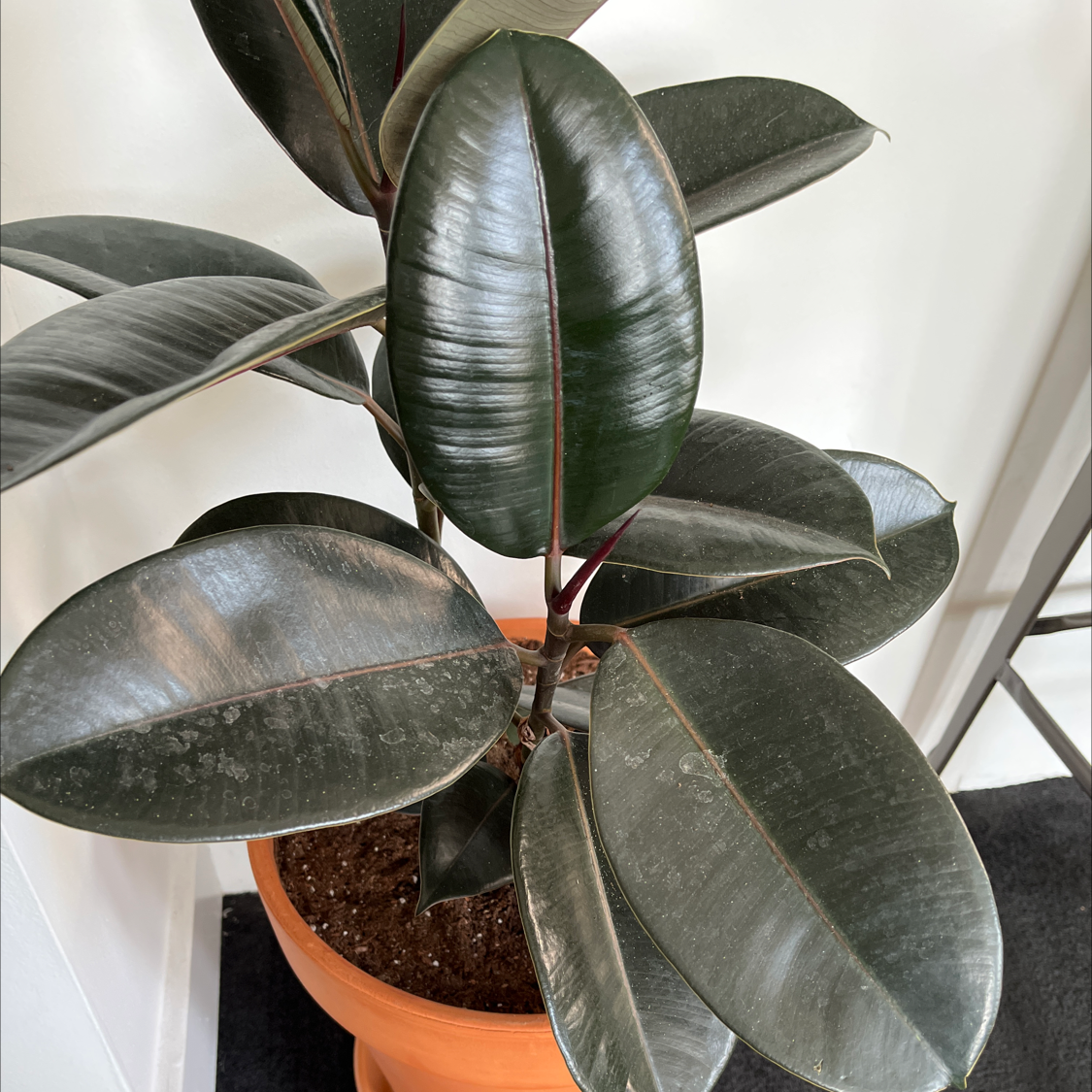 Rubber Plant plant photo by @philipvpham named Parry on Greg, the plant care app.