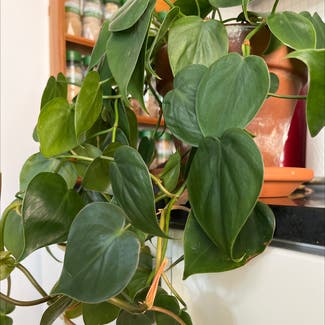 Heartleaf Philodendron plant in Kansas City, Missouri