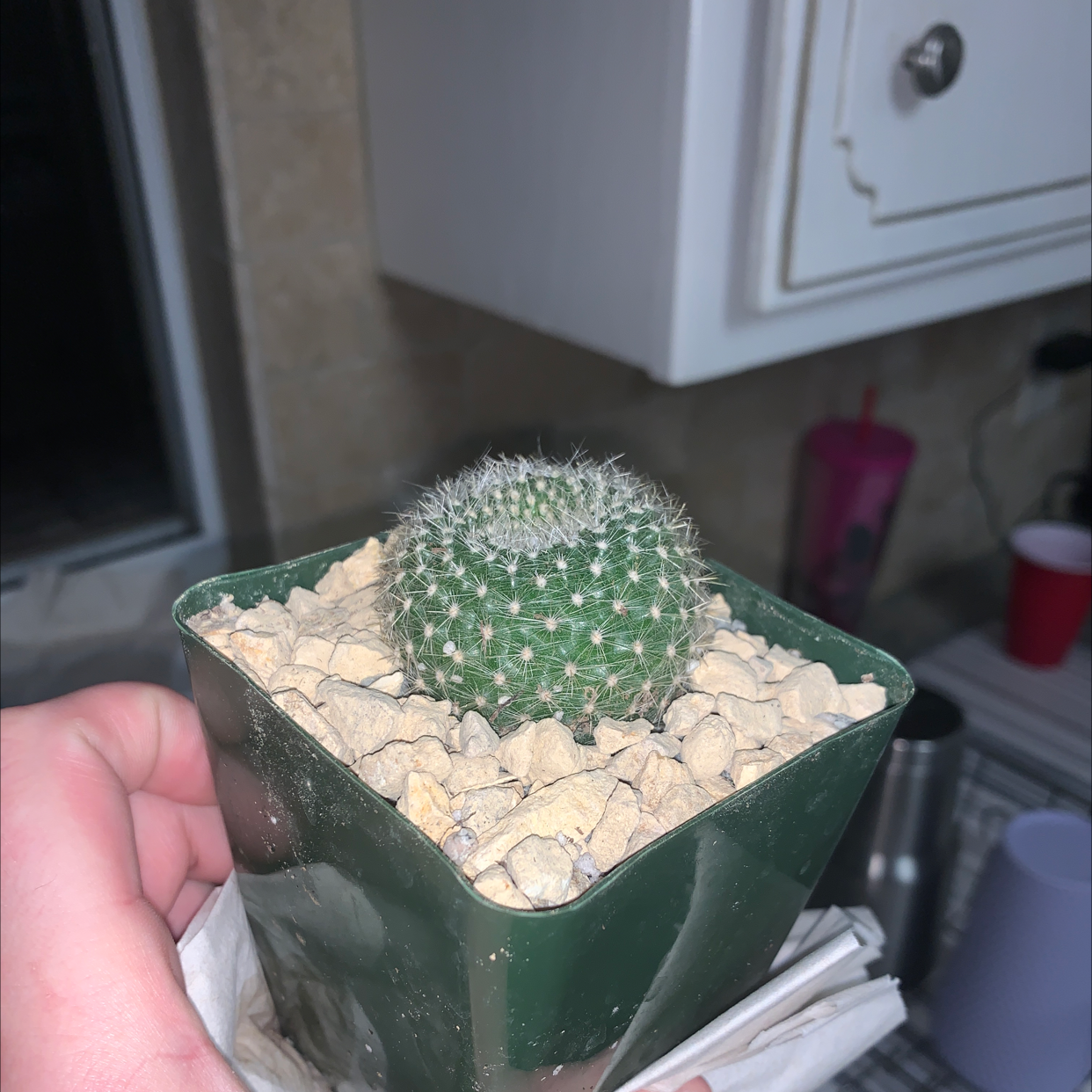 Scarlet Ball Cactus in a green pot with rocky soil, held by a hand in a kitchen setting.
