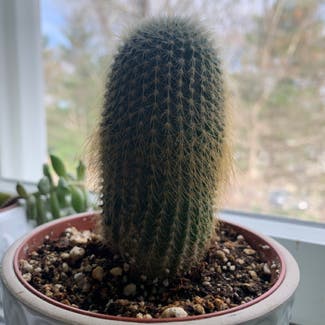 Silver Ball Cactus plant in Billerica, Massachusetts