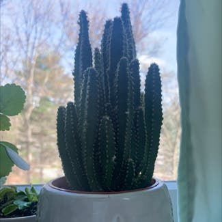 Fairy Castle Cactus plant in Billerica, Massachusetts