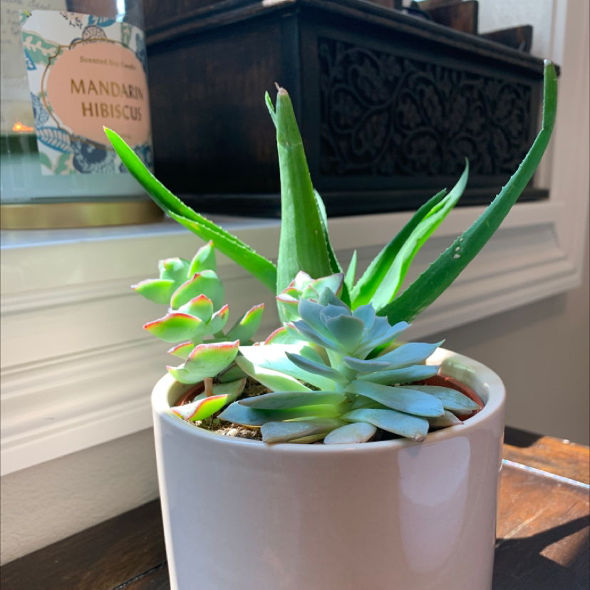 Photo of the plant species Sealettuce by @J-Neumeyer named Toby on Greg, the plant care app