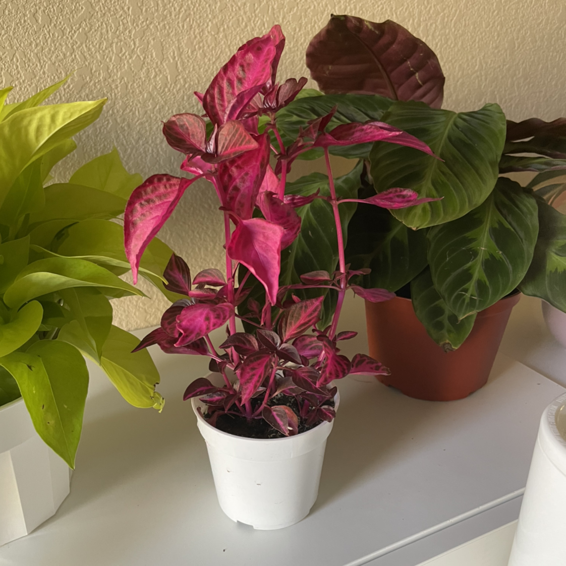 A thriving potted Herbst's Bloodleaf plant with vibrant deep red leaves, cleanly photographed against a neutral background.
