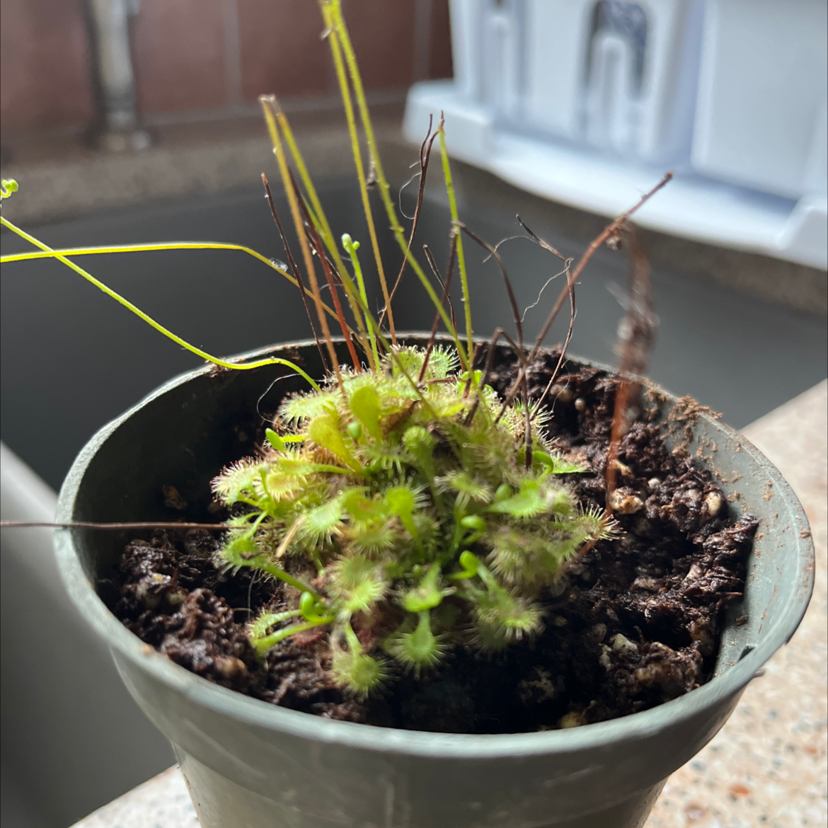 Round-Leaved Sundew plant in a pot with visible soil, healthy green leaves.