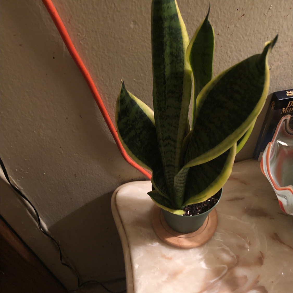 Snake Plant plant photo by @Cjblocs named Snake on Greg, the plant care app.