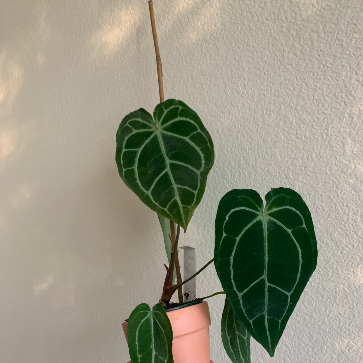 Anthurium crystallinum magnificum plant with large, dark green leaves and prominent white veins.