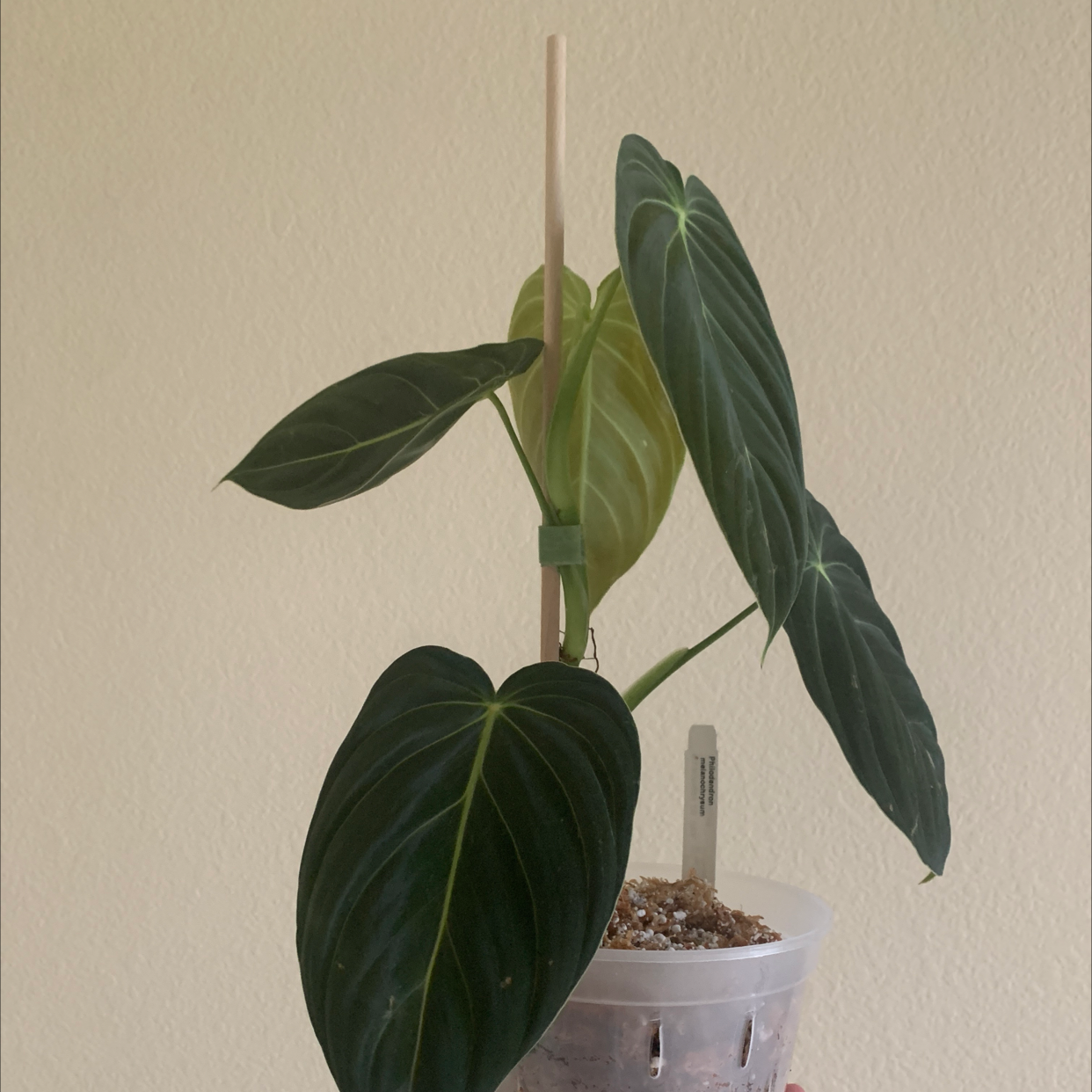 Black Gold Philodendron plant with dark green leaves and visible soil in a pot.
