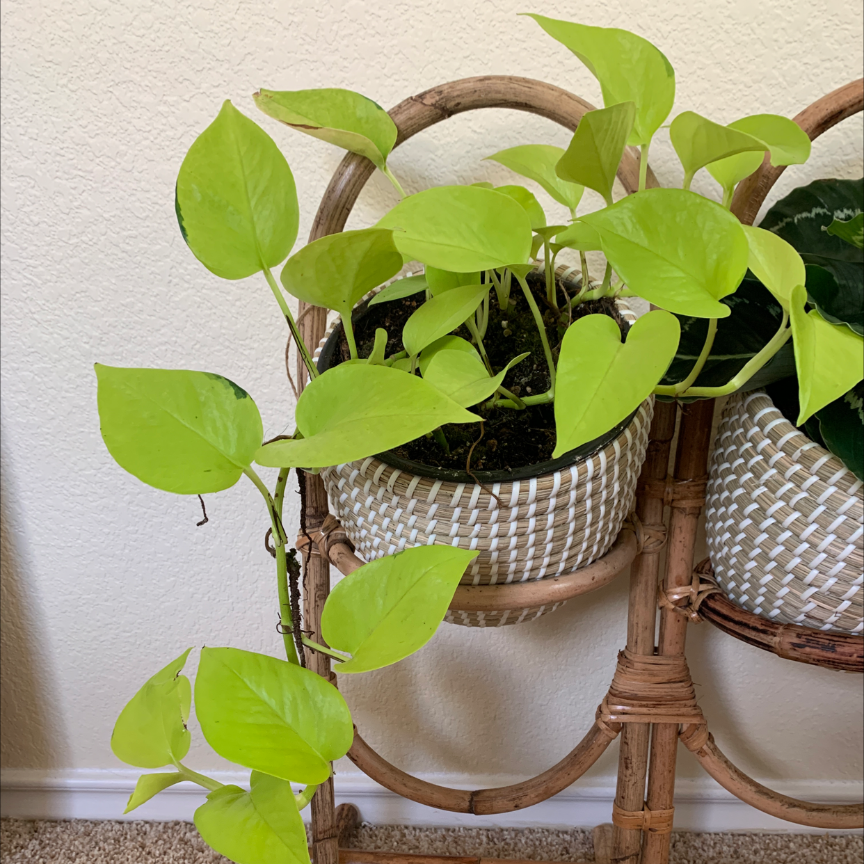 Philodendron Lemon Lime plant with vibrant green leaves in a woven pot.
