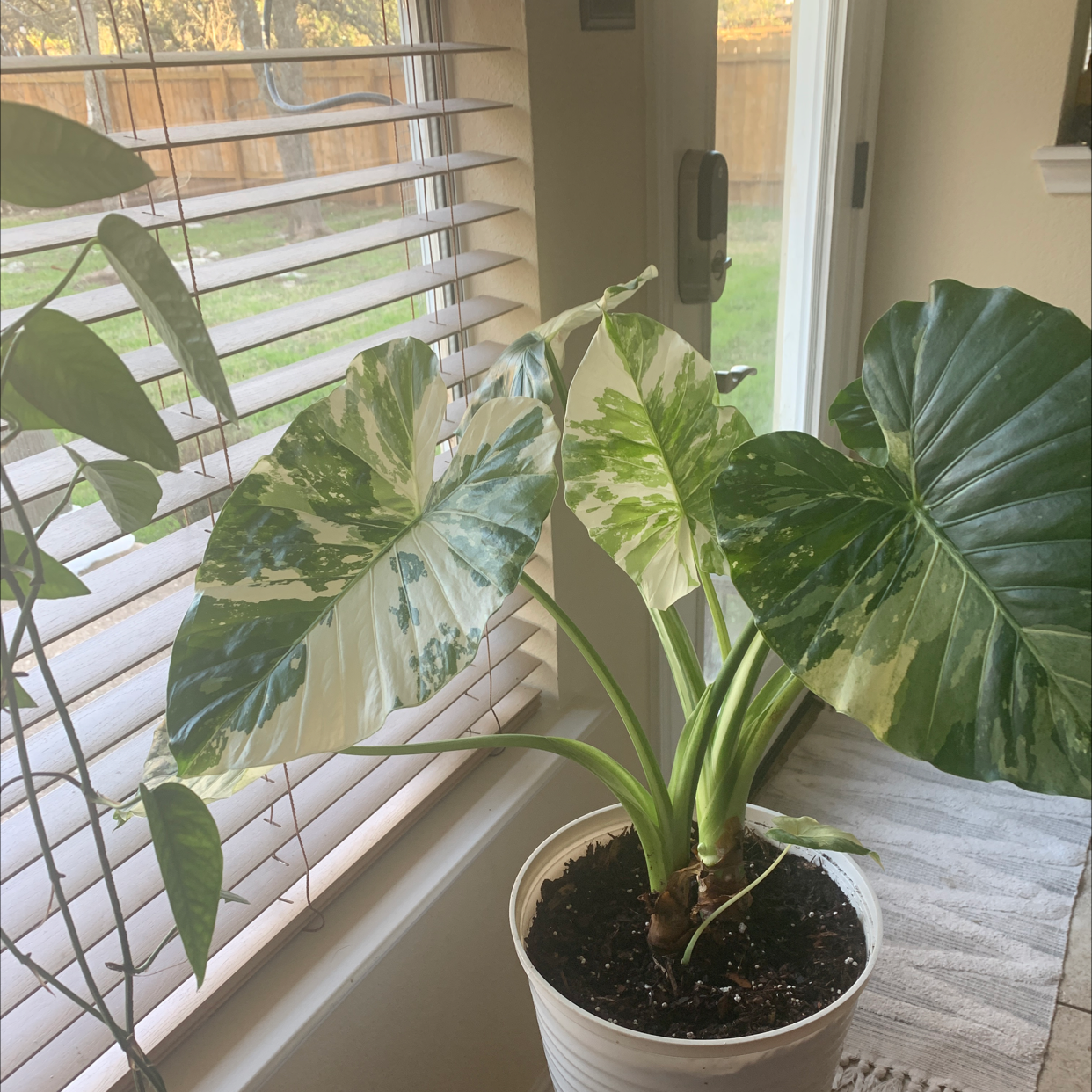 Photo of the plant species Alocasia odora 'Albo' by @Lenabalyuba named Beauty on Greg, the plant care app