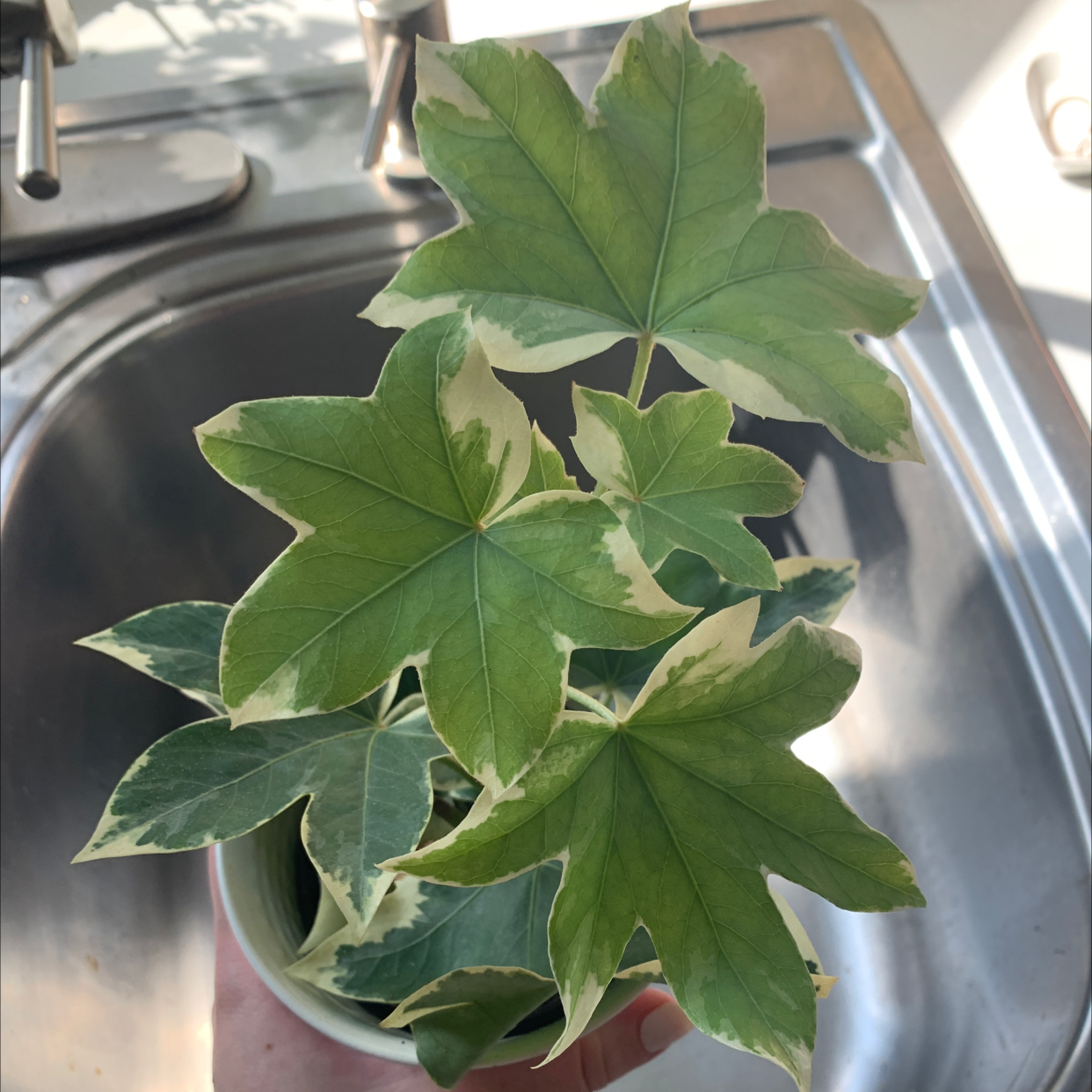 Fatsia plant with variegated leaves in a pot on a kitchen sink.