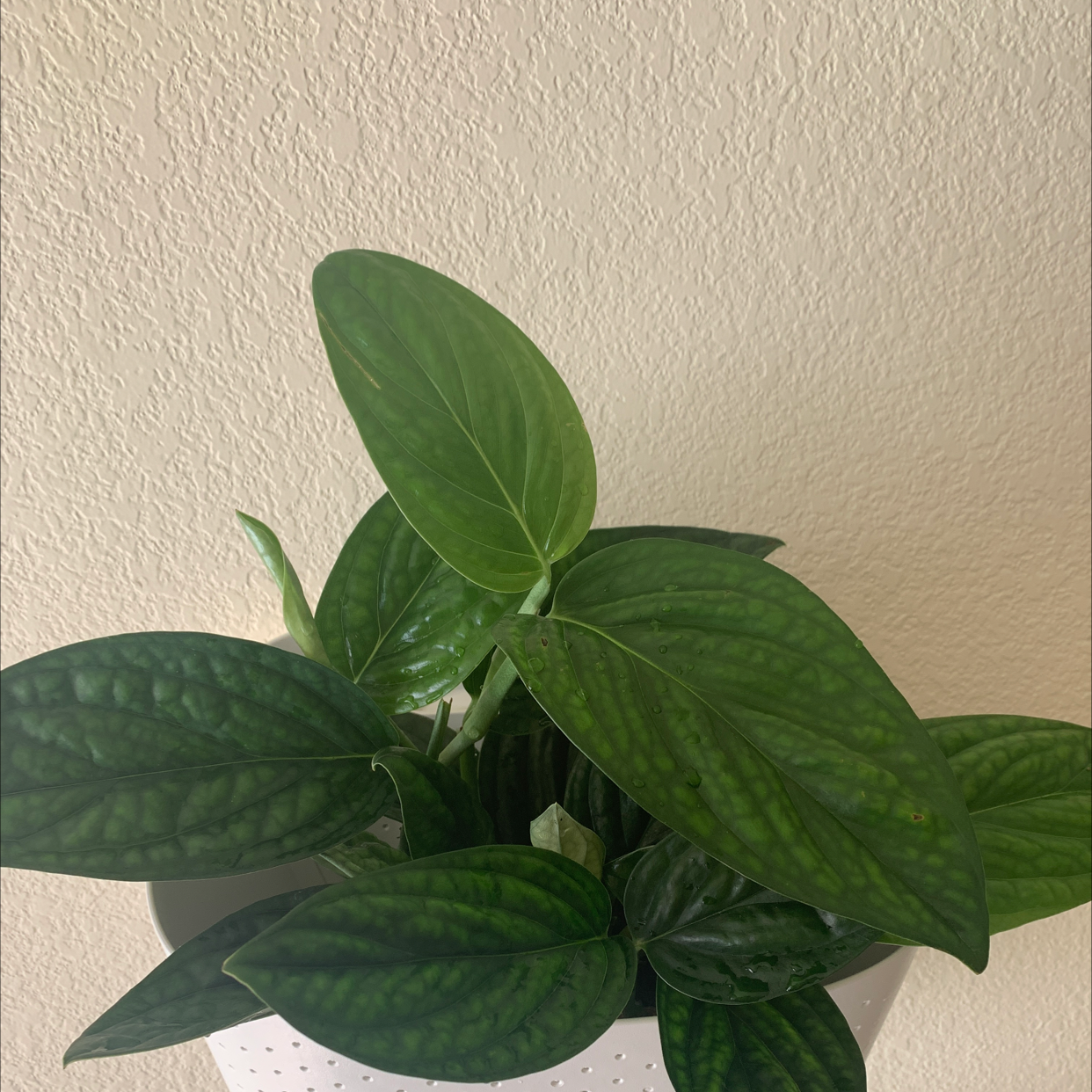 Monstera pinnatipartita plant with healthy green leaves in a white pot.