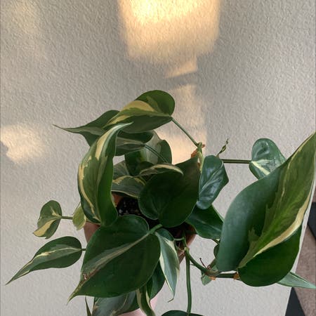 Photo of the plant species Philodendron 'Rio' by Lenabalyuba named Rio on Greg, the plant care app