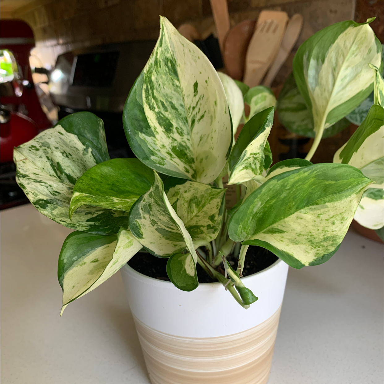 Manjula Pothos plant in a white pot with variegated green and white leaves.
