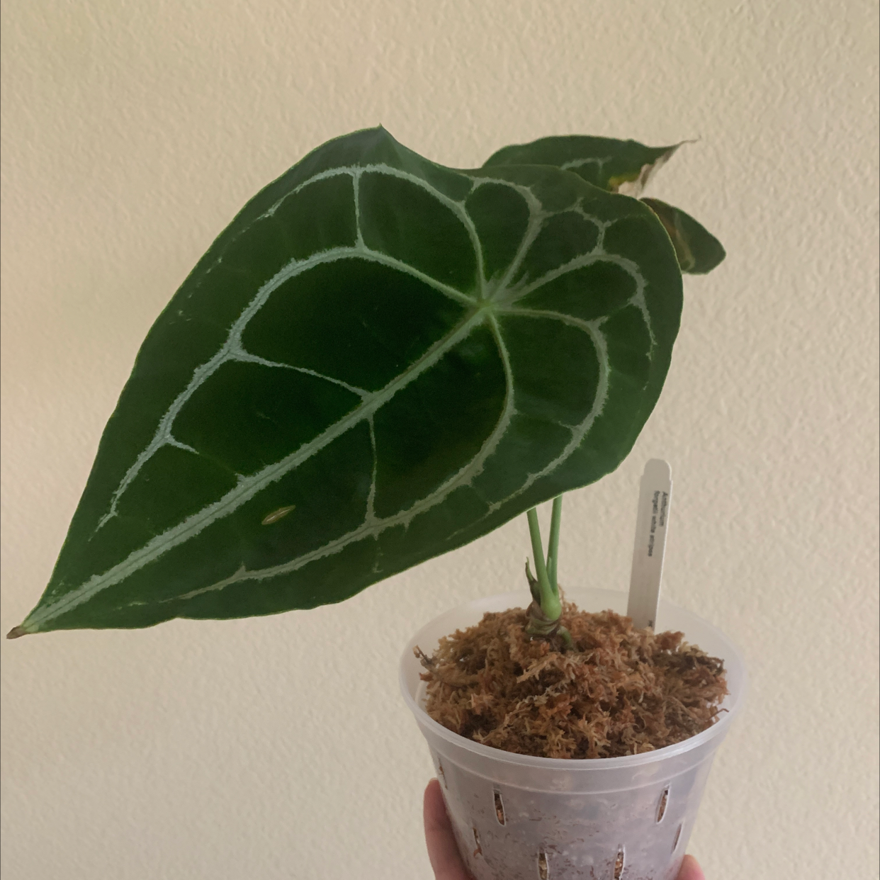 Anthurium forgetii plant in a small pot with visible soil and healthy green leaves with white veins.