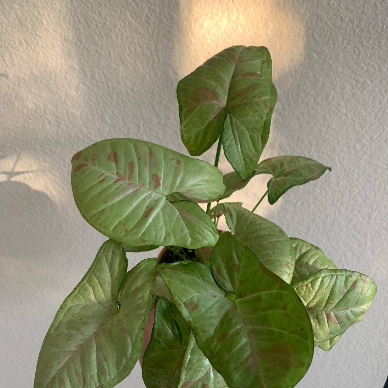 Confetti Syngonium plant with some browning leaves, indoors with adequate lighting.