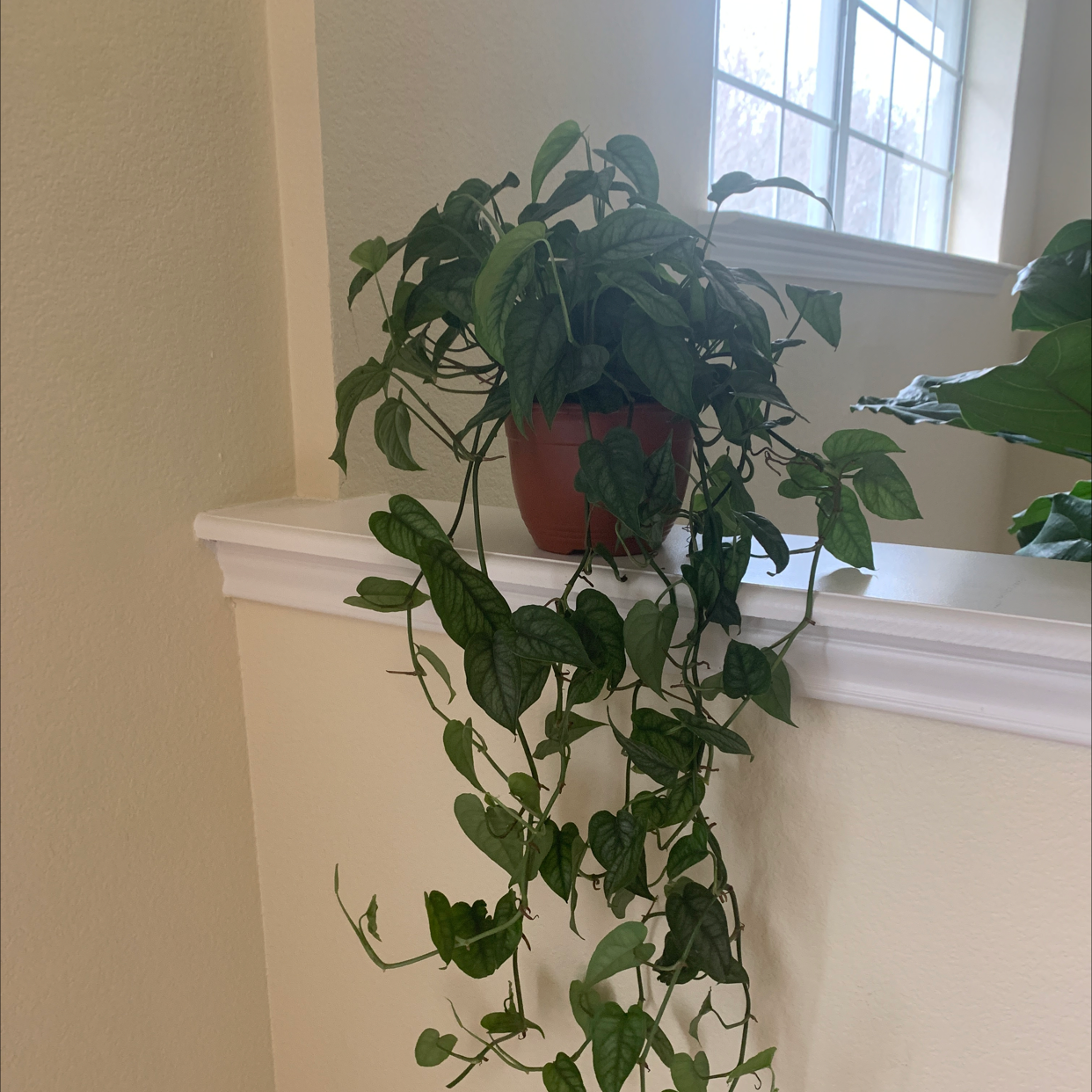Potted Silver Monstera plant with trailing vines in a well-lit indoor setting.
