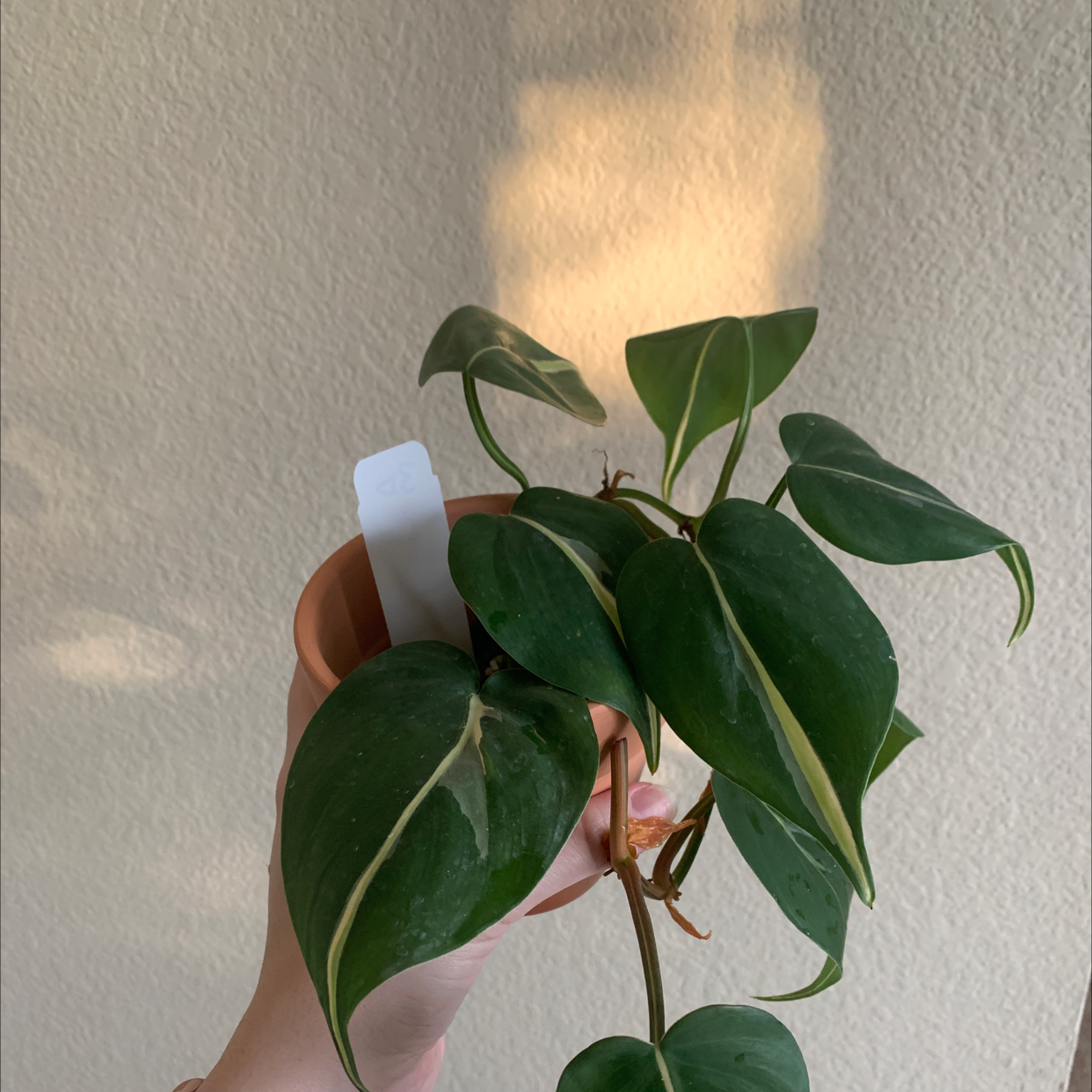 Philodendron 'Cream Splash' plant held by a hand, showing healthy green leaves with cream variegation.