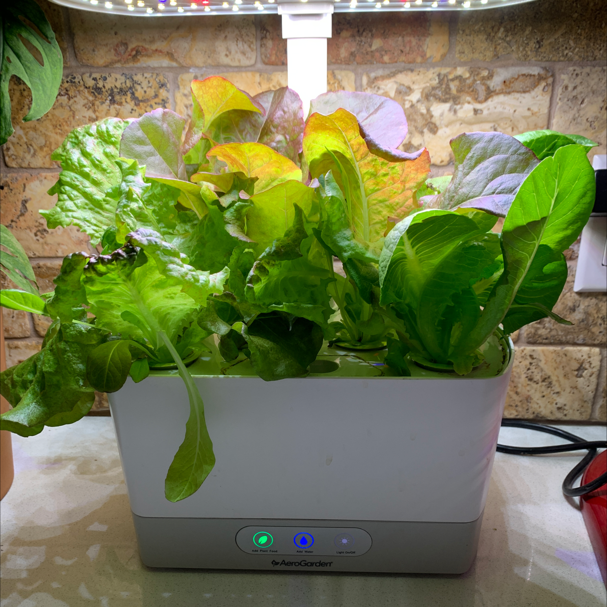 Garden Lettuce Is Not Toxic To Humans