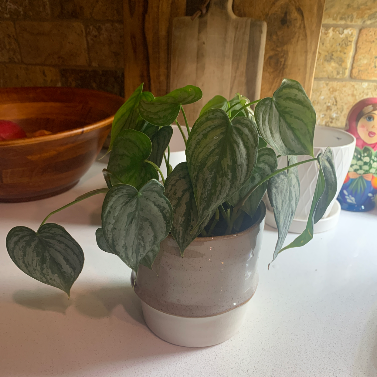 Silver Leaf Philodendron in a ceramic pot on a countertop.