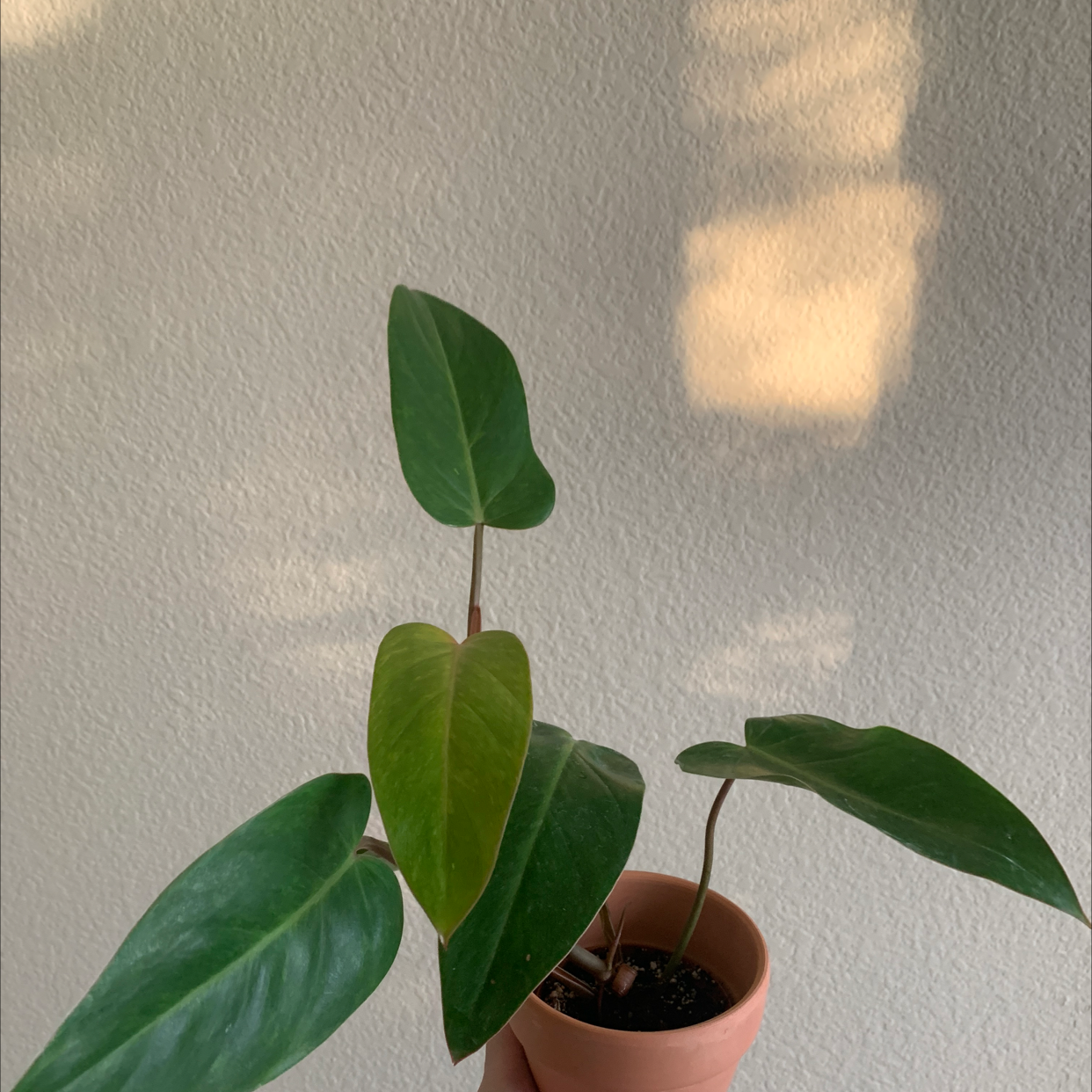 Philodendron 'Painted Lady' plant in a terracotta pot with one yellowing leaf.