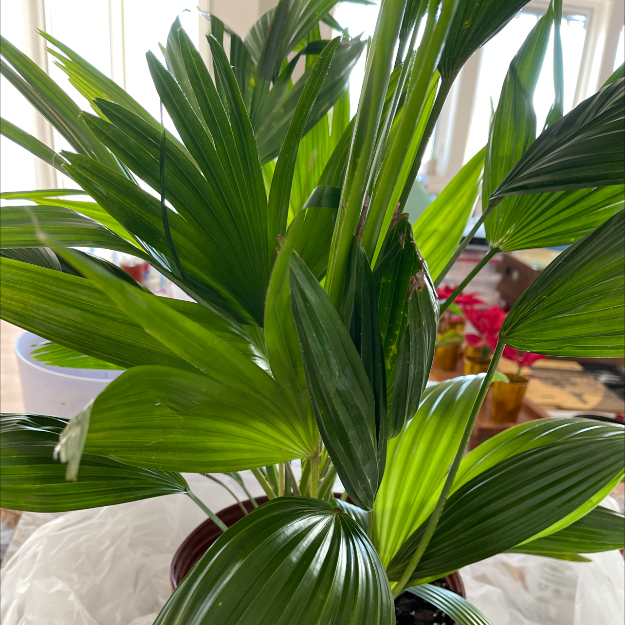 Chinese Fan Palm with vibrant green leaves, well-framed and in focus.