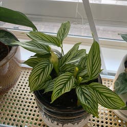 Pinstripe Calathea plant
