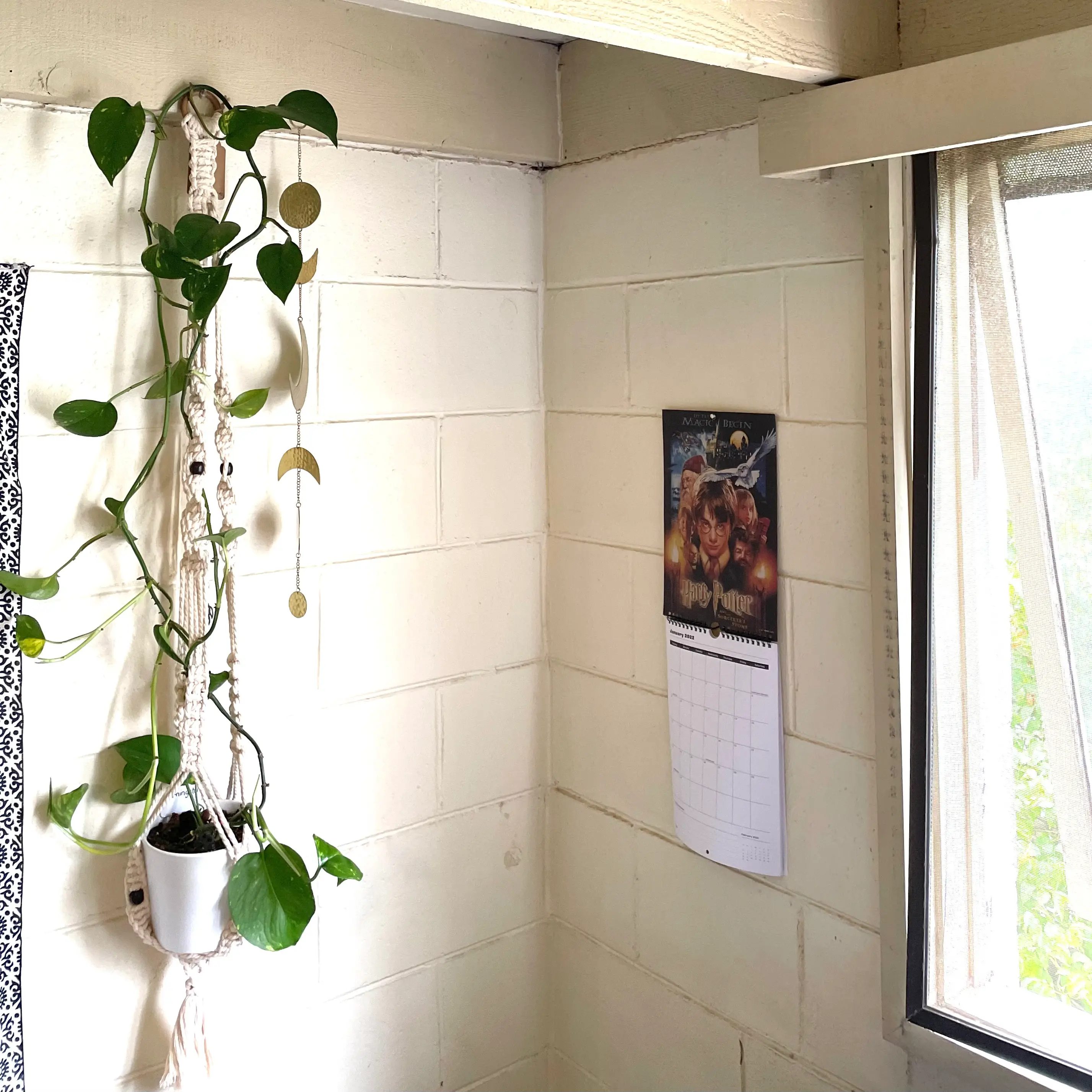 Taro Vine plant photo by @mintyhaze named Morningstar on Greg, the plant care app.