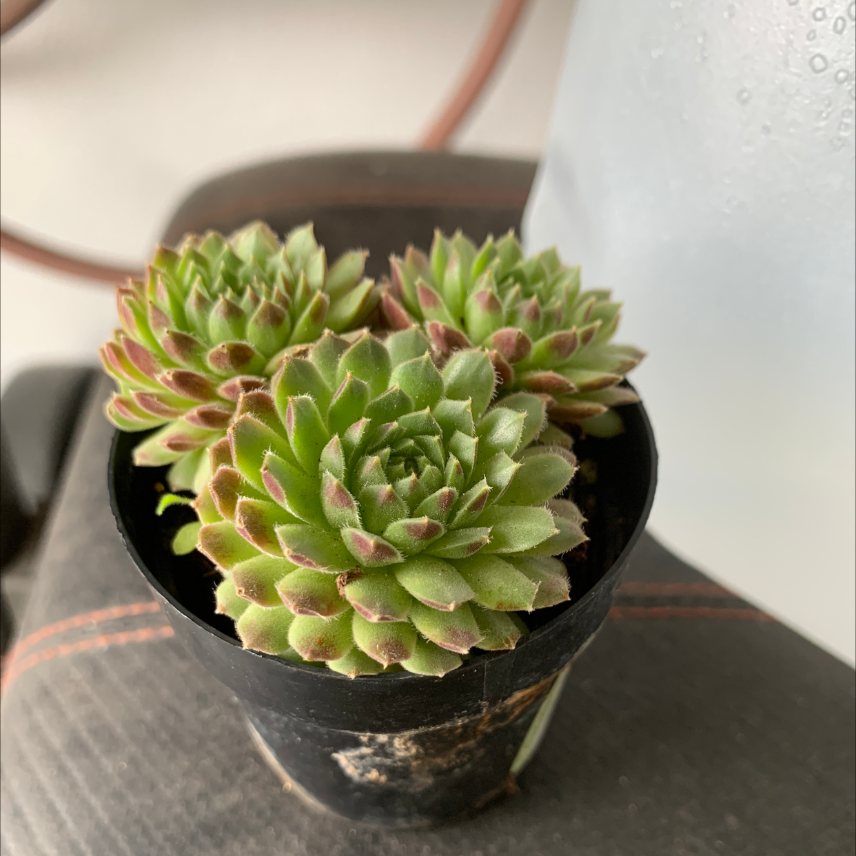 Potted Cobweb Hens and Chicks succulent with multiple rosettes, healthy appearance.