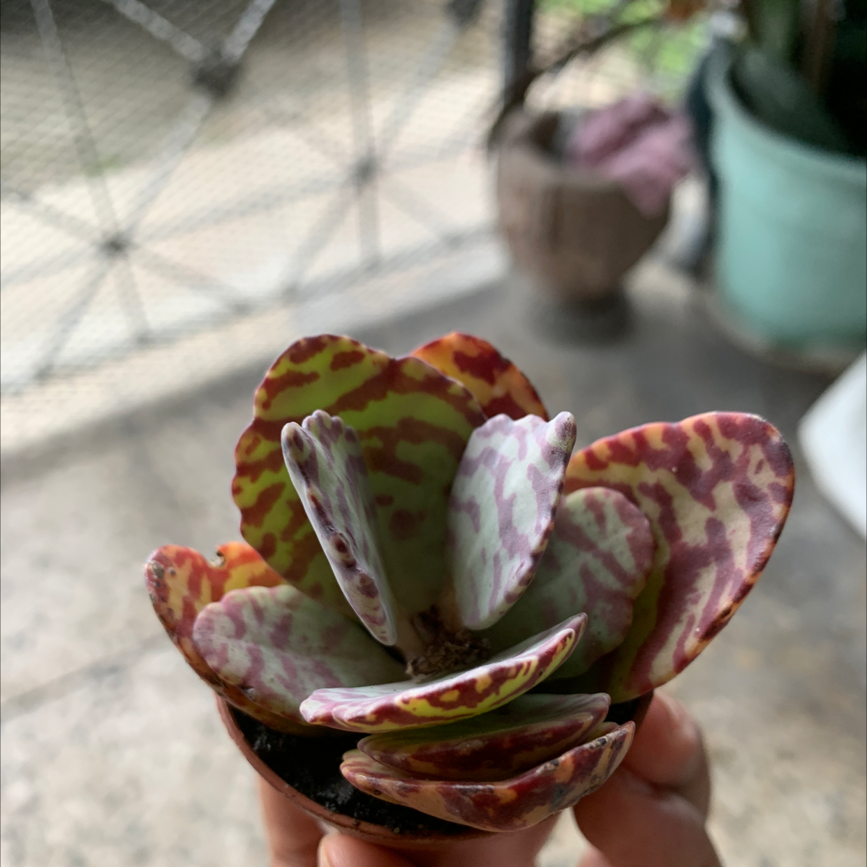 Penwiper Plant with variegated leaves, held by a hand, with other plants in the background.