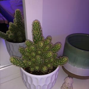 Lady Finger Cactus plant photo by @hippiechickie named Bongo on Greg, the plant care app.