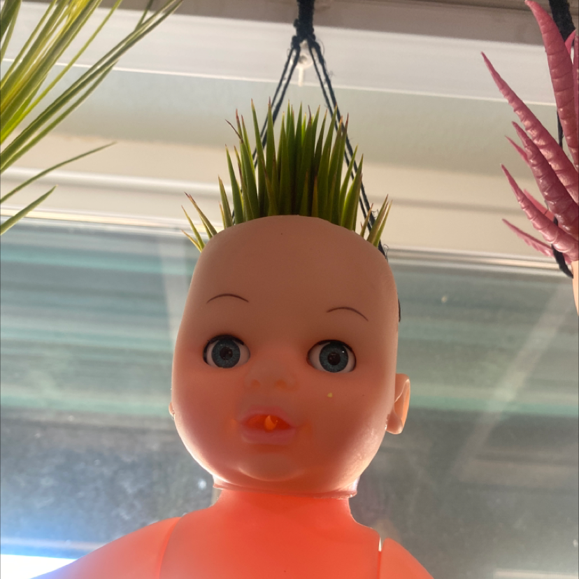 Tillandsia butzii plant mounted on a mannequin head, appearing healthy with vibrant green leaves.