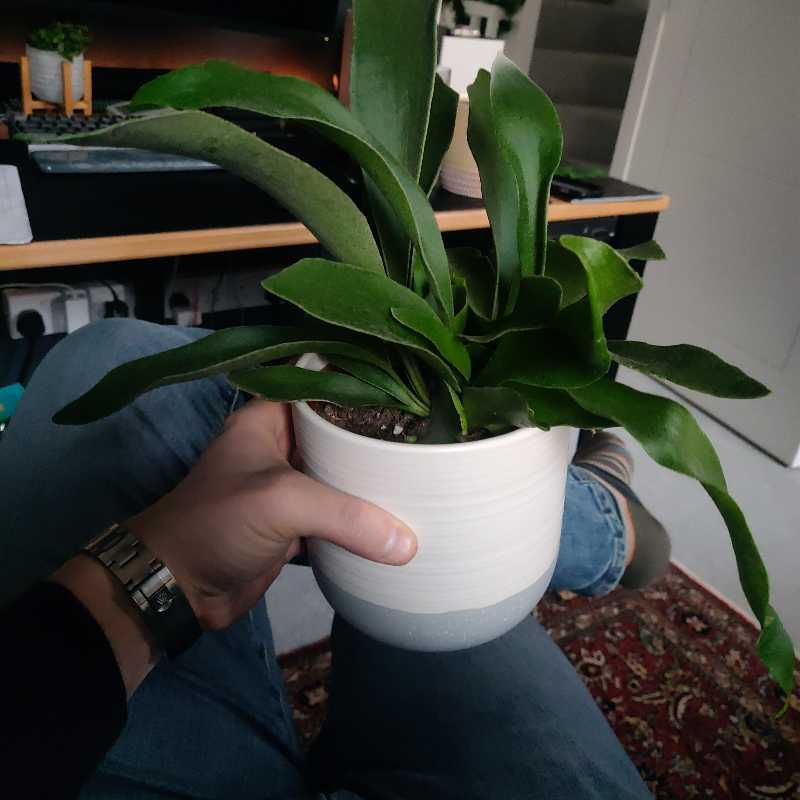 Staghorn Fern