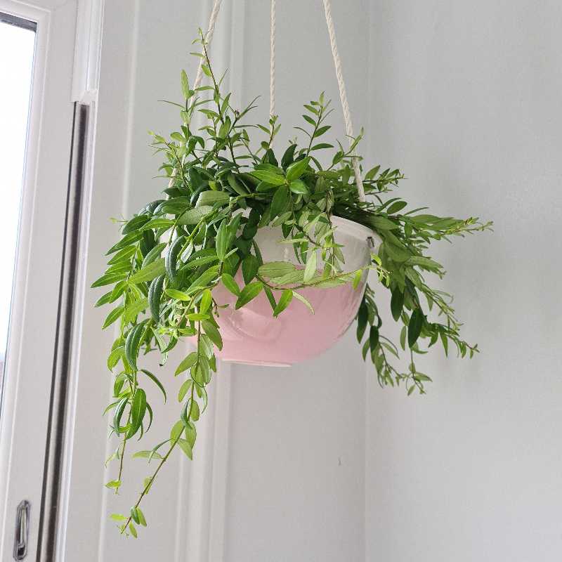 Lipstick plant 'Japhrolepsis' uploaded to the Greg plant app by @AdeptBarley