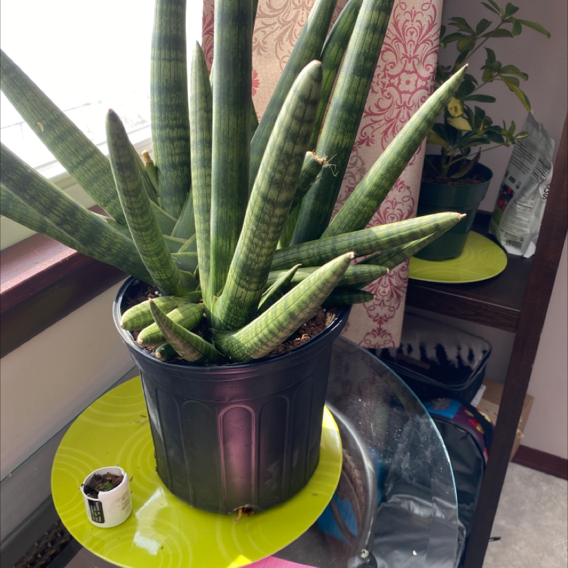 Starfish Snake Plant in a black pot on a glass table, appears healthy.