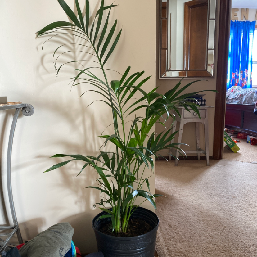 A healthy Cat Palm houseplant with lush green arching fronds, potted in a dark container on a carpeted indoor floor.