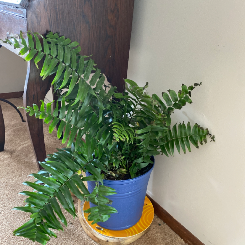 Photo of the plant species Cyrtomium falcatum by Mia named Ronaldo on Greg, the plant care app